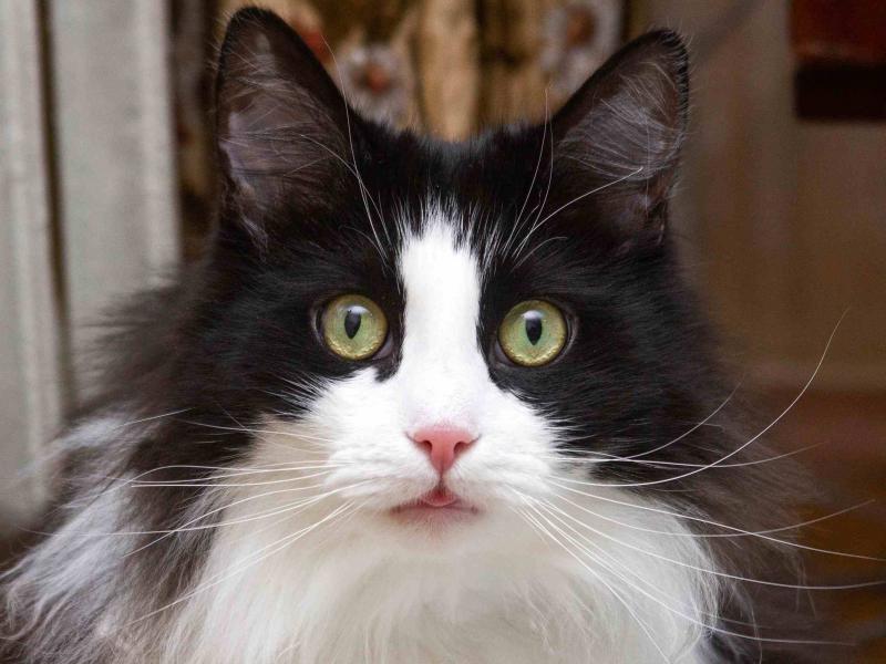 В дар кошку