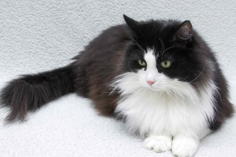 В дар кошку. Ласковый котик Орион в добрые руки. Фото2