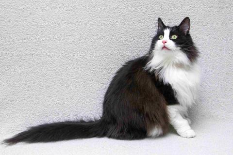 В дар кошку. Ласковый котик Орион в добрые руки. Фото4