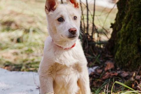 В дар собаку. Бесподобный домашний щенок Пилот ищет дом. Фото1