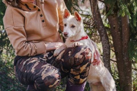 В дар собаку. Бесподобный домашний щенок Пилот ищет дом. Фото3