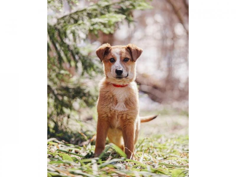 В дар собаку