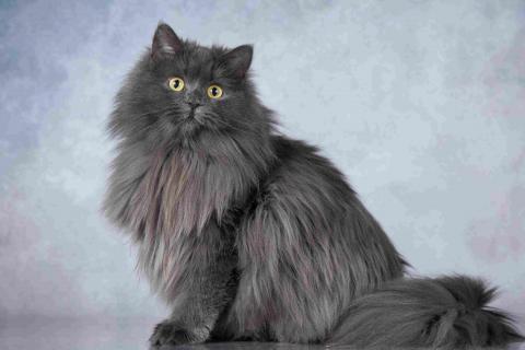 В дар кошку. Нежная ласковая кошечка Котюня. Фото1