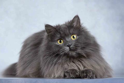 В дар кошку. Нежная ласковая кошечка Котюня. Фото2