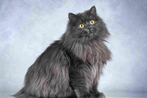 В дар кошку. Нежная ласковая кошечка Котюня. Фото3