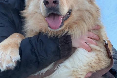 В дар собаку. Мягкий и пушистый Лучик ищет дом!. Фото1