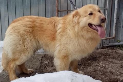 В дар собаку. Мягкий и пушистый Лучик ищет дом!. Фото2