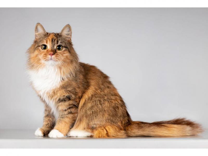 В дар кошку