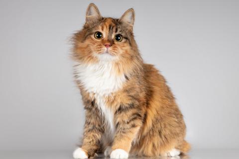 В дар кошку. Нежная ласковая кошечка Фиона. Фото2