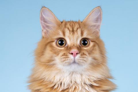 В дар кошку. Нежный ласковый рыжий котик Лютик. Фото4