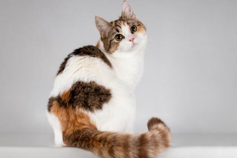 В дар кошку. Юная ласковая трехцветная кошечка Ника. Фото1