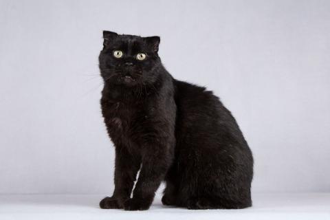 В дар кошку. Чёрный вислоухий красавец кот Фауст. Фото1