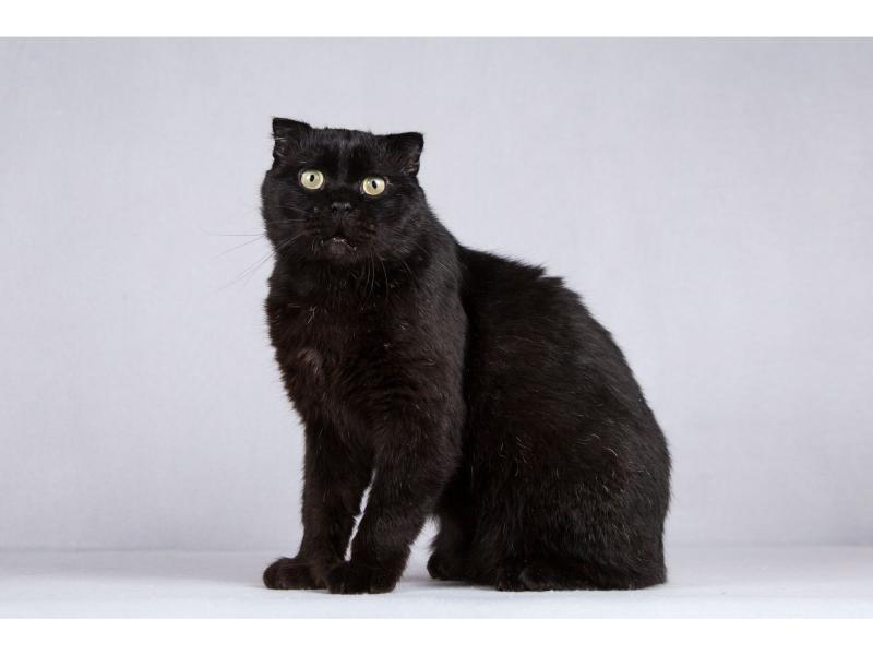 В дар кошку