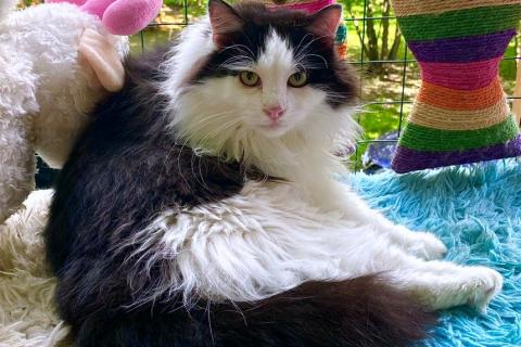 В дар кошку. Нежный пушистый красавец Рычардо. Фото2