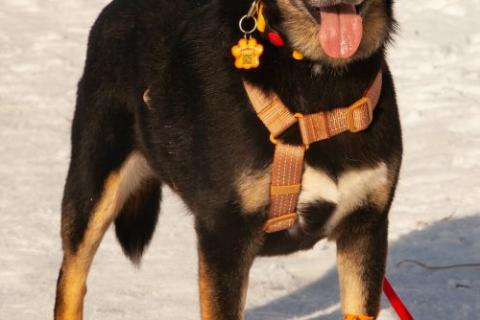 В дар собаку. Вива – не помнящая зла  . Фото1