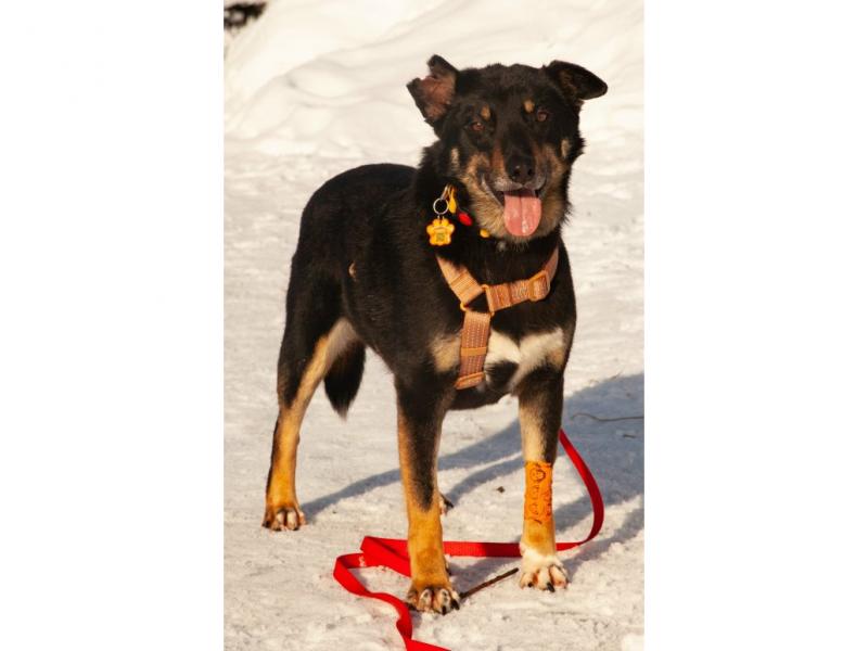 В дар собаку