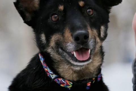 В дар собаку. Вива – не помнящая зла  . Фото2