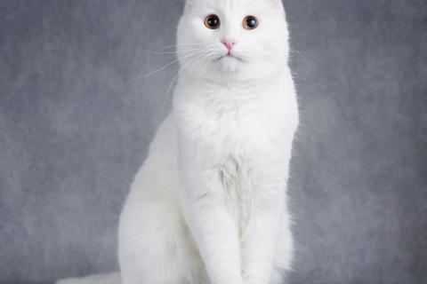 В дар кошку. Интеллигентный ласковый глухой котик Эклер. Фото3