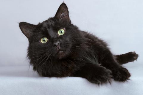 В дар кошку. Ласковый чёрный пушистый котик Хеликс. Фото1