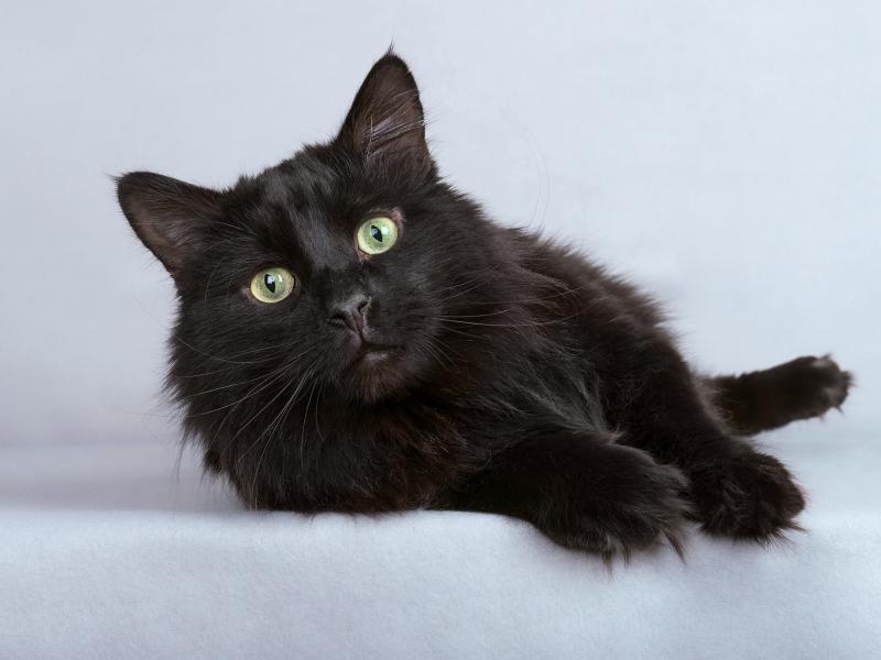 В дар кошку