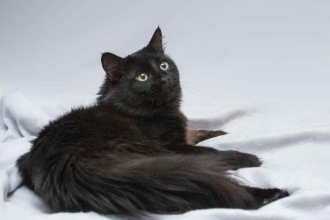 В дар кошку. Ласковый чёрный пушистый котик Хеликс. Фото3