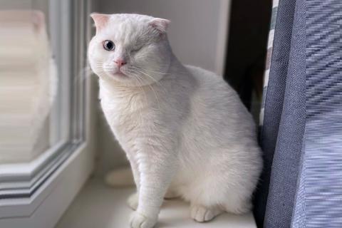 В дар кошку. Ласковый шотландский кот Маугли. Фото1