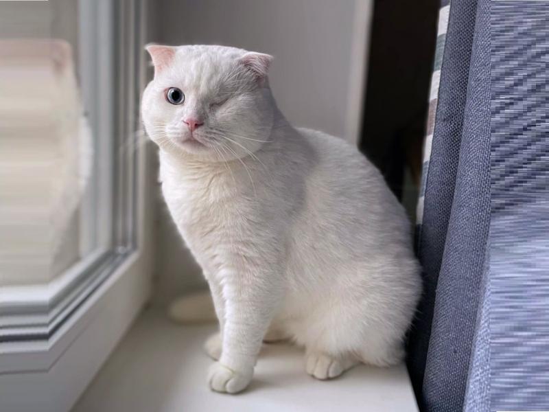 В дар кошку