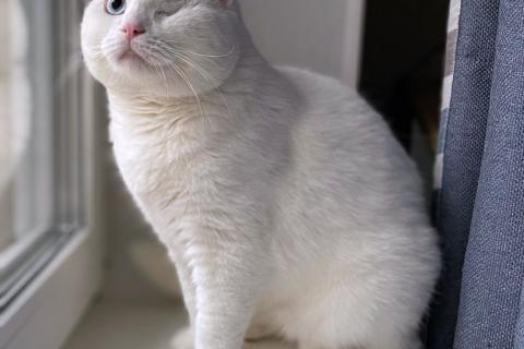 В дар кошку. Ласковый шотландский кот Маугли. Фото2