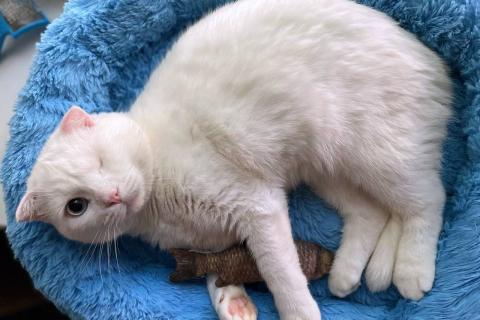 В дар кошку. Ласковый шотландский кот Маугли. Фото4