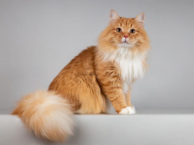 В дар кошку