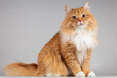 В дар кошку. Нежный ласковый юный котик Пушкин. Фото2