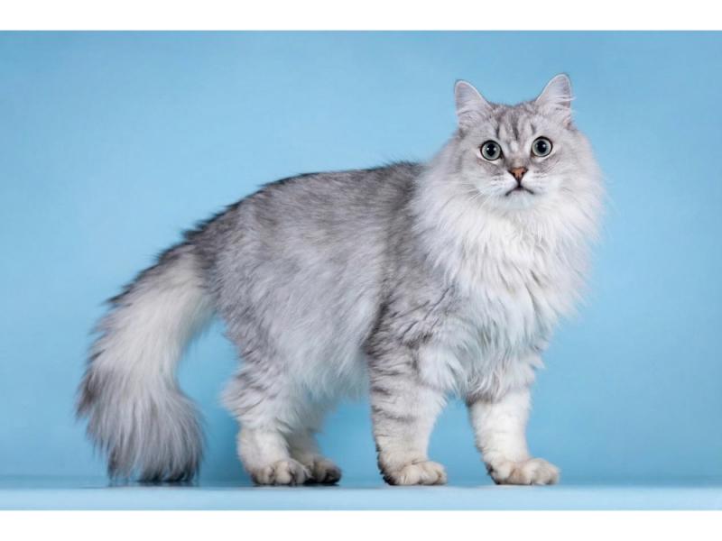 В дар кошку