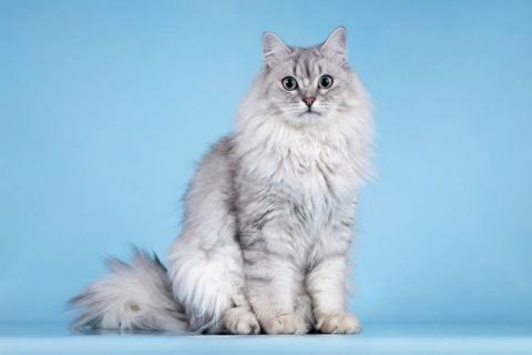 В дар кошку. Ласковый котик Ринальдо в добрые руки. Фото2