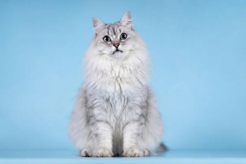 В дар кошку. Ласковый котик Ринальдо в добрые руки. Фото4