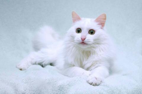 В дар кошку. Нежный ласковый белый котик Тимоша. Фото1