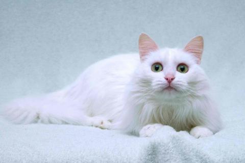 В дар кошку. Нежный ласковый белый котик Тимоша. Фото2