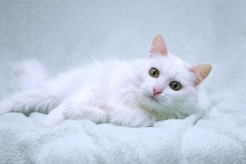 В дар кошку. Нежный ласковый белый котик Тимоша. Фото3