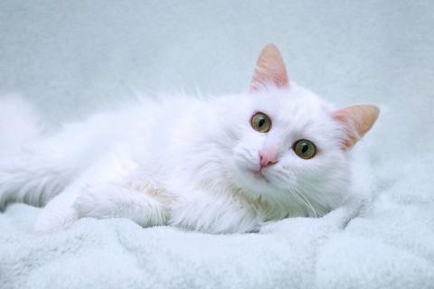 В дар кошку. Нежный ласковый белый котик Тимоша. Фото4