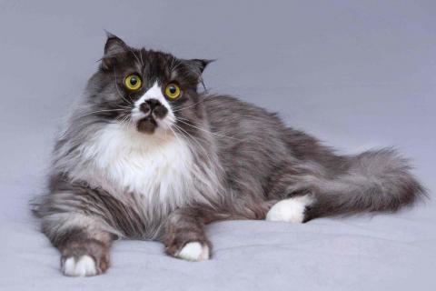 В дар кошку. Большой добрый кот Рома в добрые руки. Фото1