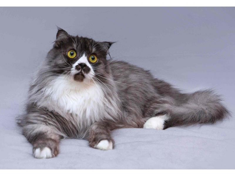 В дар кошку