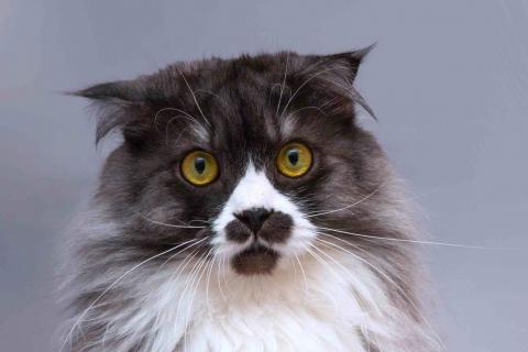 В дар кошку. Большой добрый кот Рома в добрые руки. Фото2