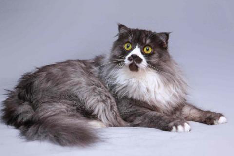 В дар кошку. Большой добрый кот Рома в добрые руки. Фото3