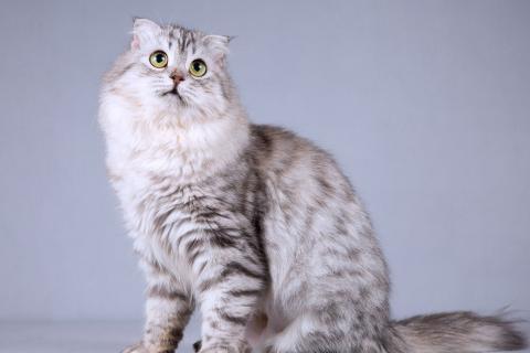 В дар кошку. Нежная ласковая кошечка Сирень в добрые руки. Фото2