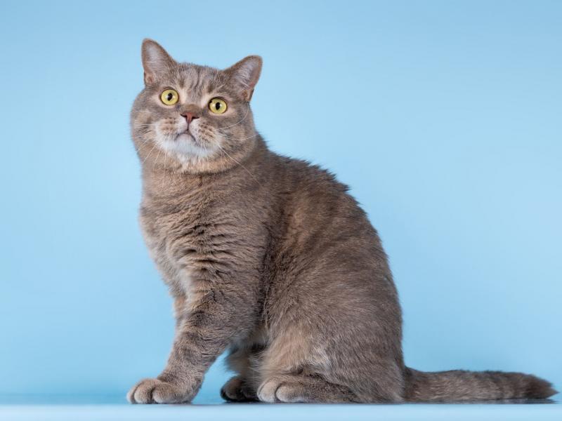 В дар кошку