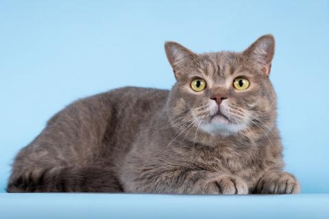 В дар кошку. Нежный ласковый котик Митенька в добрые руки. Фото2