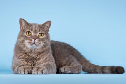 В дар кошку. Нежный ласковый котик Митенька в добрые руки. Фото3