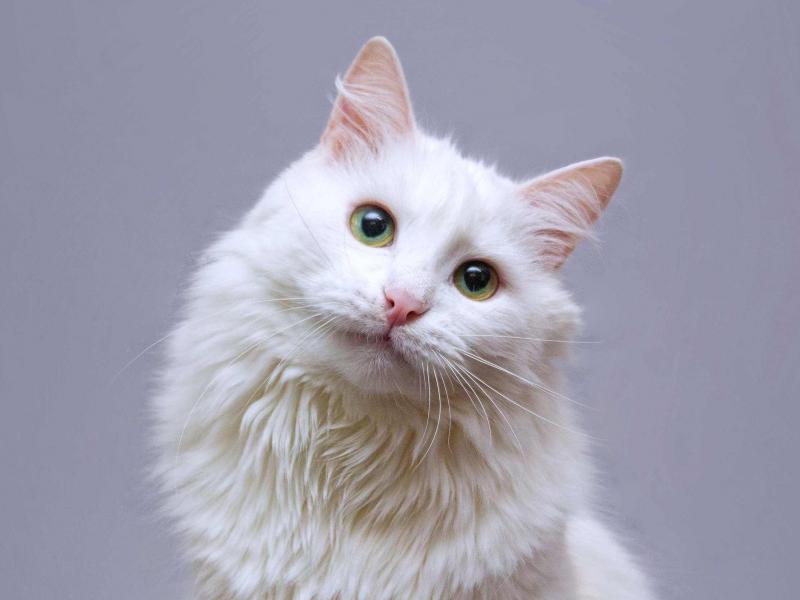 В дар кошку