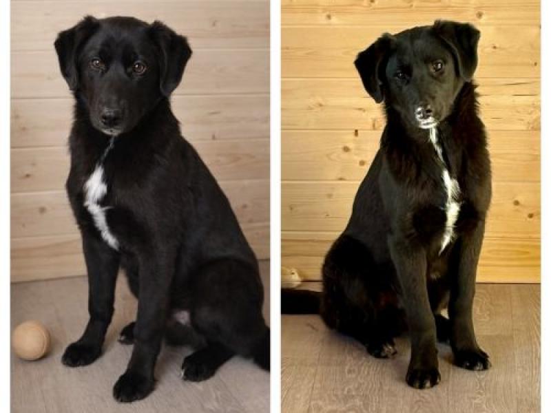 В дар собаку