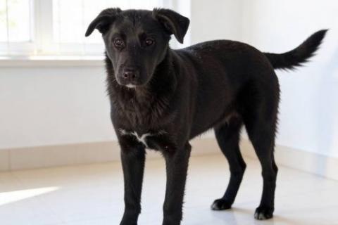 В дар собаку. Ричард и Сеня, добрые, умные, контактные щенки-подростки ищут дом. Фото2