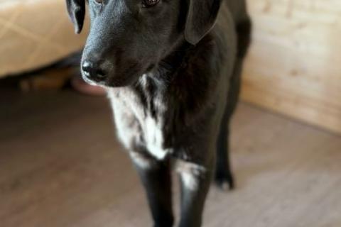 В дар собаку. Ричард и Сеня, добрые, умные, контактные щенки-подростки ищут дом. Фото3